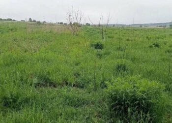 Меблевий виробник за 17,9 млн грн придбав понад 5 га землі біля Сокаля