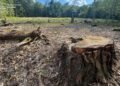 На Львівщині судитимуть двох експосадовців лісництва за незаконну вирубку понад 1100 дерев