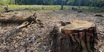 На Львівщині судитимуть двох експосадовців лісництва за незаконну вирубку понад 1100 дерев