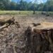 На Львівщині судитимуть двох експосадовців лісництва за незаконну вирубку понад 1100 дерев