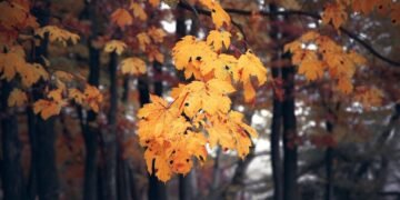 Тепло різко піде на спад: де в Україні стане холодніше вже 9 жовтня