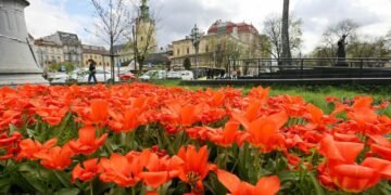 Понад 200 тисяч тюльпанів для Львова: квіткову ініціативу з Нідерландів продовжать навесні