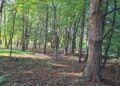 У Брюховичах збережуть сквер на вулиці Вербовій