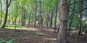 У Брюховичах збережуть сквер на вулиці Вербовій
