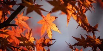 В наступні дві доби в Україні очікуються дощі, на сході та півдні місцями туман