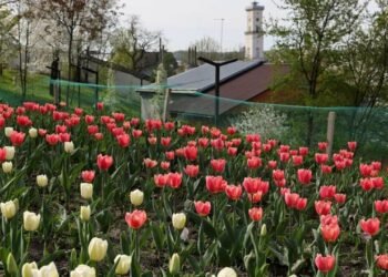 Львів отримає з Нідерландів ще 200 тисяч тюльпанів