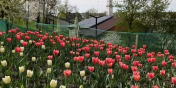 Львів отримає з Нідерландів ще 200 тисяч тюльпанів
