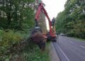 На Львівщині під колесами вантажівки загинув 700-кілограмовий червонокнижний зубр – ФОТО
