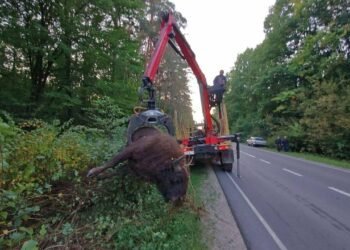 На Львівщині під колесами вантажівки загинув 700-кілограмовий червонокнижний зубр – ФОТО