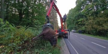 На Львівщині під колесами вантажівки загинув 700-кілограмовий червонокнижний зубр – ФОТО