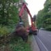 На Львівщині під колесами вантажівки загинув 700-кілограмовий червонокнижний зубр – ФОТО