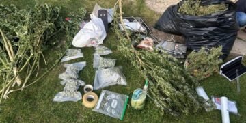 На Львівщині викрили сімейний бізнес: вирощували коноплю та продавали канабіс за мільйони